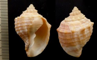 カブトコロモ Cancellaria cassidiformis small