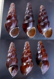 マダガスカルのカワニナ Melanatria fluminea small