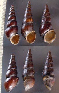 マダガスカルカワニナ (仮称) Melanatria madagascariensis small