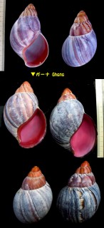 ブタイウスクチベニアフリカマイマイ Archachatina ventricosa spectaculum small