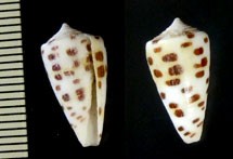 クロフソバカスイモ Conus nigromaculatus small