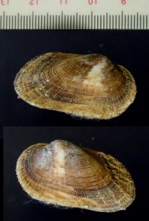 ヌノメエガイ Barbatia cancellaria small