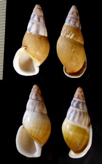 ハネイラマレーマイマイ(仮称) Amphidromus reflexilabris haneilanus small