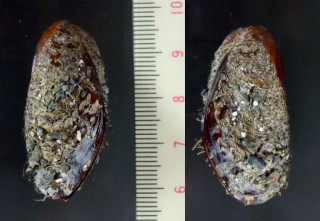 エゾヒバリ Modiolus kurilensis small