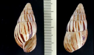 ケニアサラサマイマイ Limicolaria martensiana laikipiaensis small