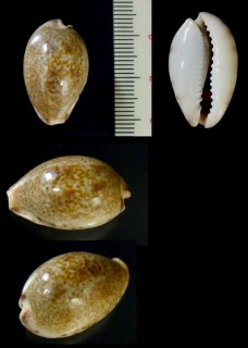 ウグイスチャダカラ Erronea pallida
