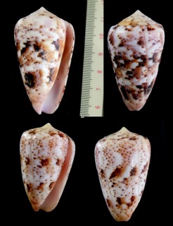 ナナクサイモ Conus zeylanicus