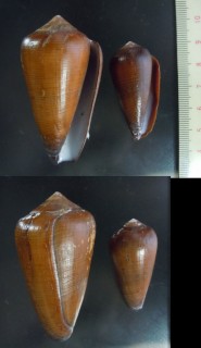 エリーゼイモ Conus pennaceus elisae small