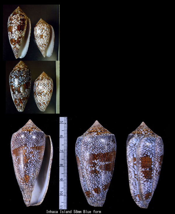 モザンビークタガヤサンミナシ Conus textile euetrios small