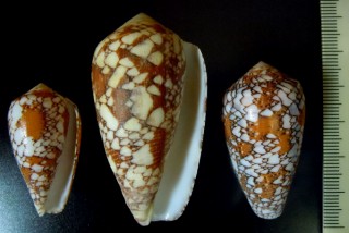 ツァーラアジロイモ (仮称) Conus pennaceus tsara small