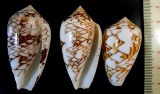 フヌケコモンタガヤサンミナシ Conus texile concatenatus small