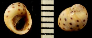 カリブコビトタマキビ (仮称) Echinolittorina mespillum