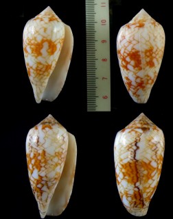 スザンヌタガヤサンミナシ Conus textile suzannae small