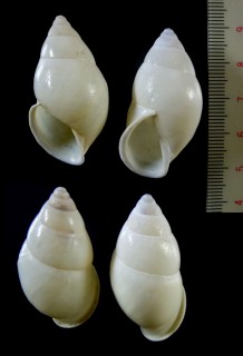 セキンカウマレーマイマイ (仮称) Amphidromus sekincauensis small
