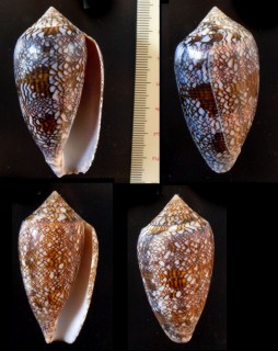 カトリックイモ Conus archiepiscopus small