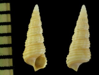 ウラシマノミカニモリ Tachyrhynchus urashimanum small