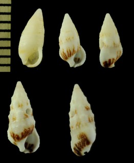 ホソシボリツノブエ Cerithium egenum small