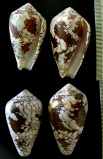 メルベレアジロイモ Conus pennaceus melbae small