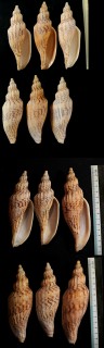 トサイトマキヒタチオビ Fulgoraria hamillei tosaensis