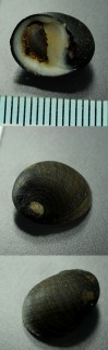セネガルアマガイ Nerita senegalensis small