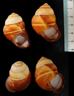 ヒダトリナンバンマイマイ Phoenicobius aratus small