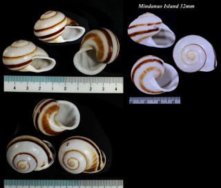 アルバイカスリマイマイ Calocochlia albaiensis small