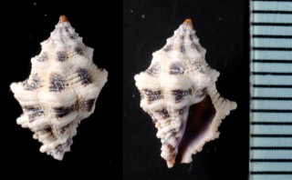 コムラサキレイシダマシ Habromorula biconica small