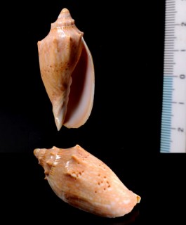 フタオビゴマフコオロギ Cymbiola pulchra
