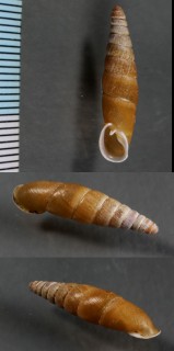 オクガタギセル Mundiphaedusa dorcas small