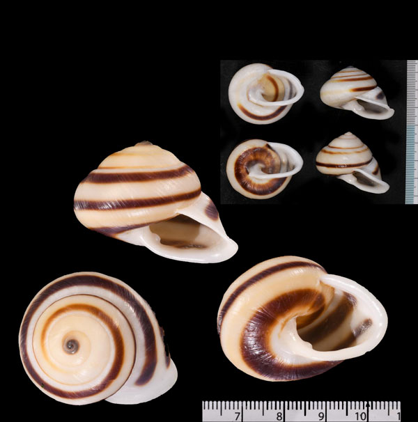 フタスジヒラパプア Papuina novoguineensis small