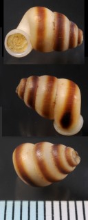 ウツクシアダムスマイマイ (仮称) Adamsiella pulchrior small