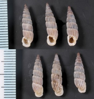 イトカケボカチギセル (仮称) Alopia canescens haueri small