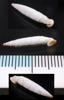 クレタアオギセル Albinaria cretensis small