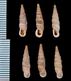 デューベルクチジロギセル (仮称) Alopia plumbea deubeli small