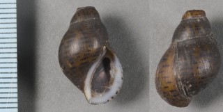 トウガタカワニナの仲間　南米 Aylacostoma osculati small