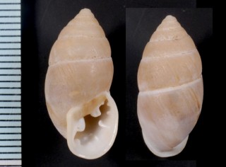 マグスオニグチマイマイ (仮称) Plagiodontes magus small