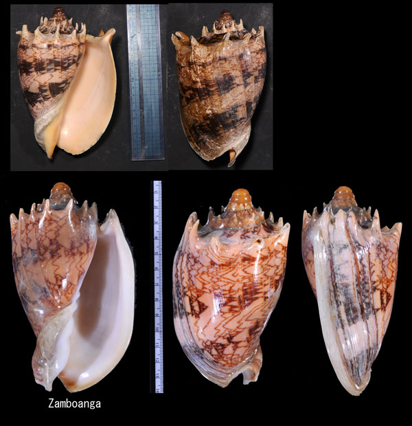 ミヒカリコオロギボラ Cymbiola imperialis