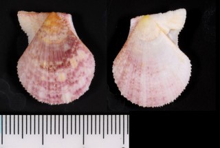 モオリニシキ Chlamys zelandiae small