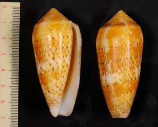 コガネカトレアミナシ Conus floccatus magdalenae small