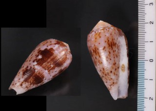 カトレアミナシ Conus floccatus small