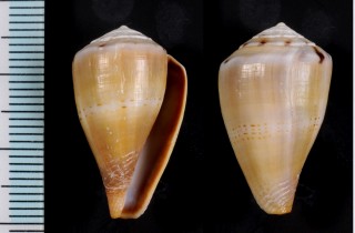 ハイエナイモモドキ Conus gilvus small