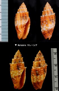 キバフデ 牙筆 Nebularia puncticulata small