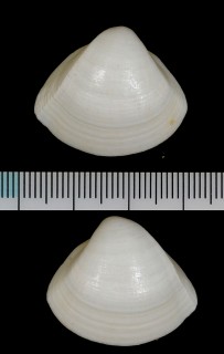 ウスサンカクタママキ （仮称） Mulinia cleriana small