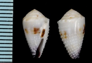 セイロンイモ Conus musicus ceylanensis