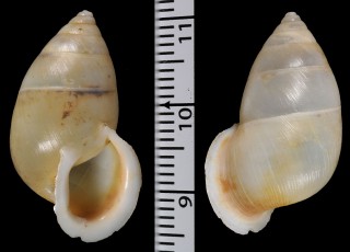 ラティレフレクサマイマイ （仮称） Euryptyxis latireflexa small