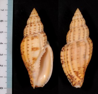ボホールスジボラ Lyria planicostata boholensis