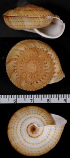 マダラヒモマキマイマイ Solaropsis punctatus small