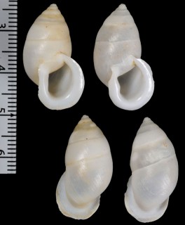 アツクチユーリプティマイマイ （仮称） Euryptyxis labiosa small