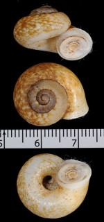 ハアジアナアツブタガイ （仮称） Cyclotus haasianus small