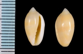 オビコゴメ Marginella olivaeformis
